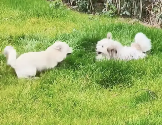 Quando a Bondade Vence a Maldade: A Incrível Transformação do Filhote Coberto de Tinta IMAGENS/REPRODUÇÃO : YOUTUBE/Lucky Dogs