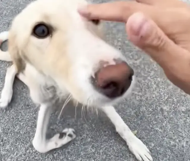 O Sabor da Segunda Chance: De Farejador de Lixo a Banquete Diário O Sabor da Segunda Chance: De Farejador de Lixo a Banquete Diário