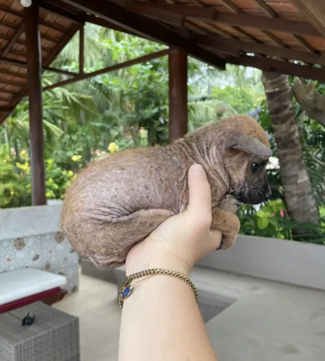 O Milagre no Lixo: A Viagem que Virou Resgate e o Amor que Curou uma Vida