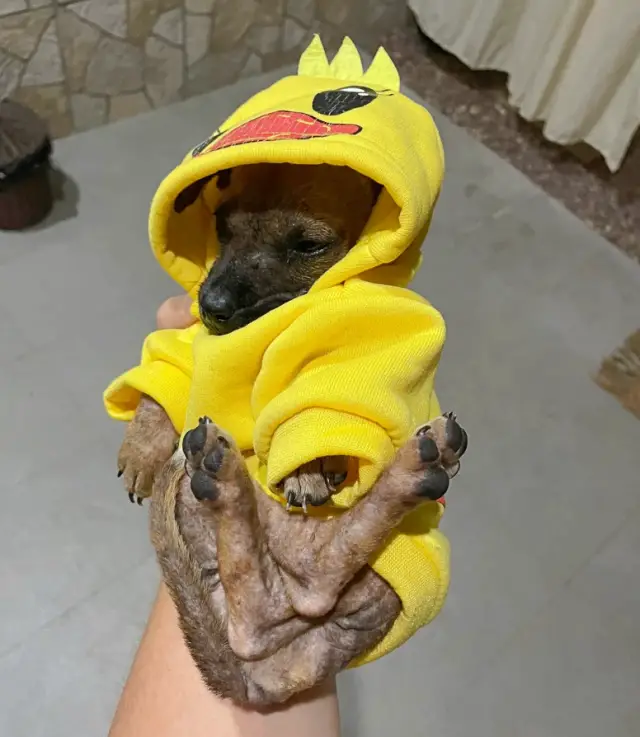 O Milagre no Lixo: A Viagem que Virou Resgate e o Amor que Curou uma Vida