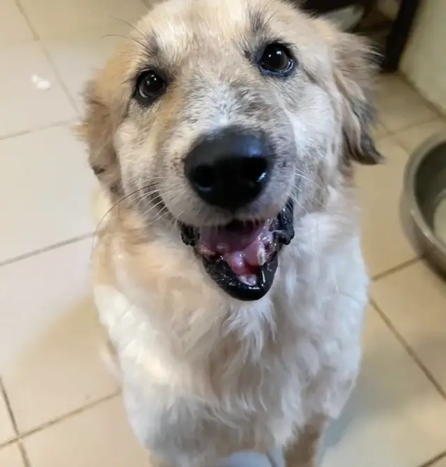 O Milagre do Amor: Como um Cão de Rua Ensinou uma Mulher a Viver de Novo O Milagre do Amor: Como um Cão de Rua Ensinou uma Mulher a Viver de Novo