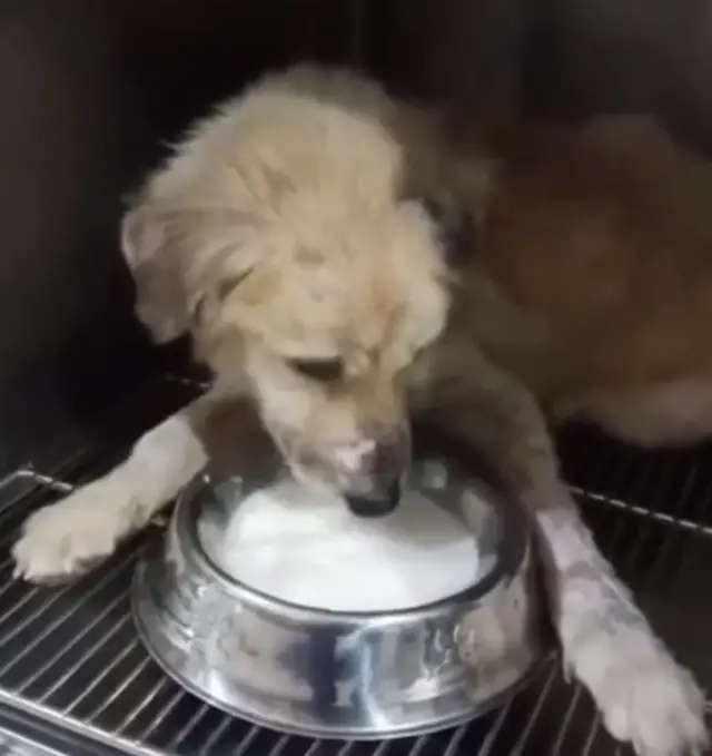 O Milagre do Amor: Como um Cão de Rua Ensinou uma Mulher a Viver de Novo O Milagre do Amor: Como um Cão de Rua Ensinou uma Mulher a Viver de Novo