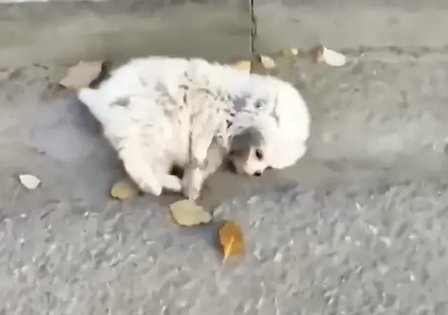 Abandonada por Deficiências e Agredida, a Pomerânia que Desafiou a Morte e Encontrou a Luz Abandonada por Deficiências e Agredida, a Pomerânia que Desafiou a Morte e Encontrou a Luz