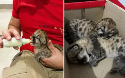 O Resgate de Dois Bebês Onça Abandonados que Derreteu Corações em Goiás