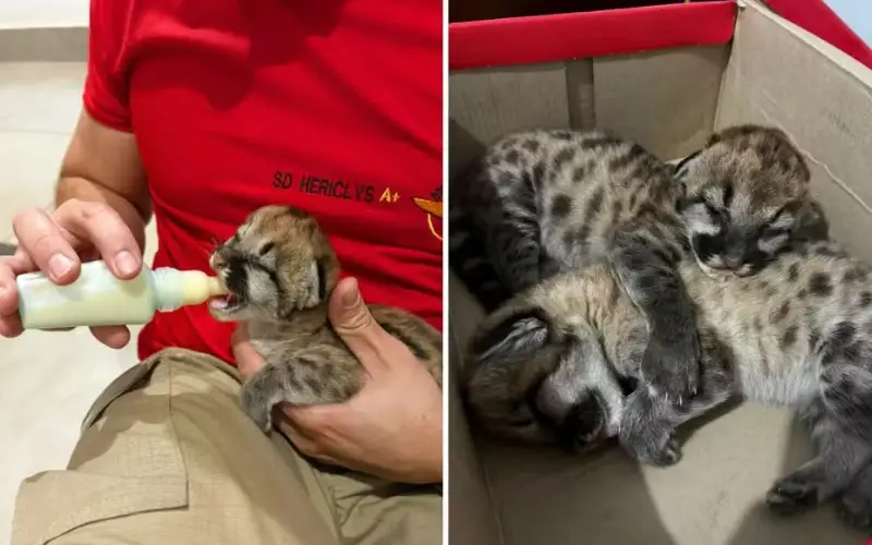O Resgate de Dois Bebês Onça Abandonados que Derreteu Corações em Goiás O Resgate de Dois Bebês Onça Abandonados que Derreteu Corações em Goiás