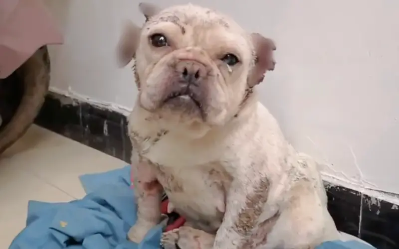 O Renascimento de uma Alma Ferida: A Jornada de Superação do Cão que Venceu o Abandono O Renascimento de uma Alma Ferida: A Jornada de Superação do Cão que Venceu o Abandono