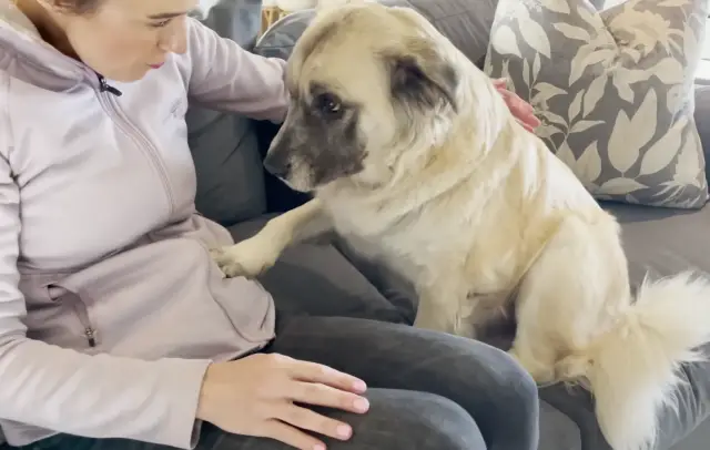 O Cão Invisível: Como Três Anos de Abandono no Frio Deram Lugar a um Final de Conto de Fadas O Cão Invisível: Como Três Anos de Abandono no Frio Deram Lugar a um Final de Conto de Fadas