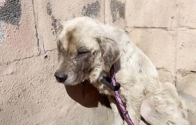 O Cão Invisível: Como Três Anos de Abandono no Frio Deram Lugar a um Final de Conto de Fadas O Cão Invisível: Como Três Anos de Abandono no Frio Deram Lugar a um Final de Conto de Fadas