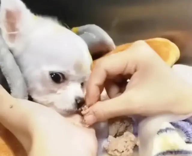 Abandonada por Deficiências e Agredida, a Pomerânia que Desafiou a Morte e Encontrou a Luz Abandonada por Deficiências e Agredida, a Pomerânia que Desafiou a Morte e Encontrou a Luz