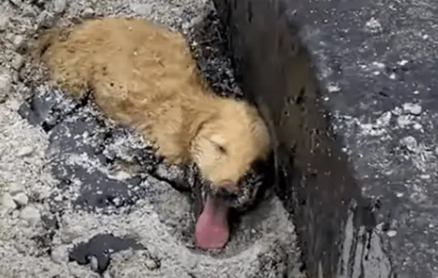 Presos no Poço de Piche, Libertos Pela Mão Que Acolhe Presos no Poço de Piche, Libertos Pela Mão Que Acolhe