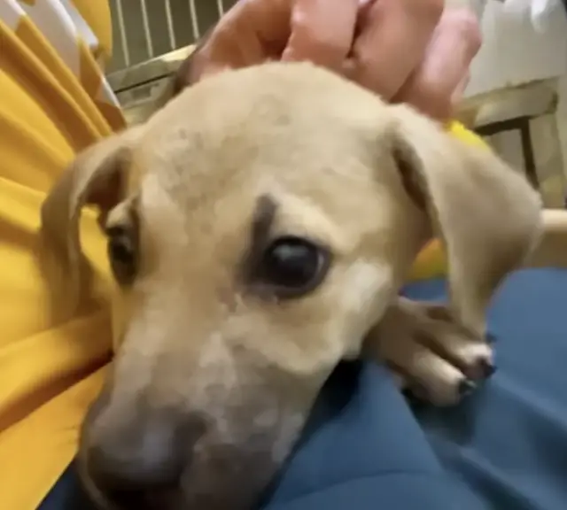 Presos no Poço de Piche, Libertos Pela Mão Que Acolhe Presos no Poço de Piche, Libertos Pela Mão Que Acolhe