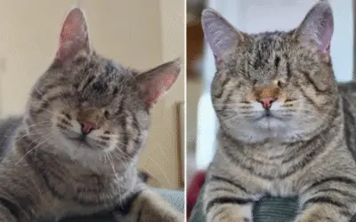 O Gato que Enxerga com o Coração: Uma História de Amor que Vai Além dos Olhos