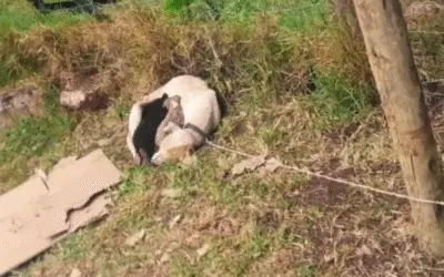 Amarrada e Abandonada: O Resgate Emocional de Uma Mãe e Seus Quatro Filhotes que Se Recusavam a Deixá-la