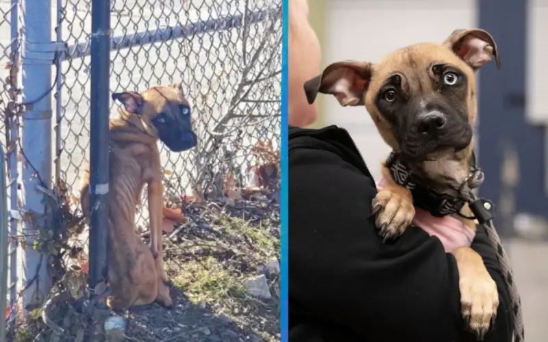 Como Levey, a Cadela Deixada para Morrer, Encontrou a Força de Recomeçar