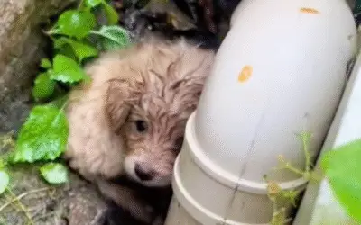 Como Um Ato de Gentileza Salvou Uma Pequena Vida do Abismo do Abandono
