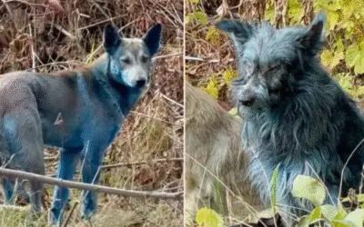 O Mistério Azul de Chernobyl: A Emoção por Trás dos Cães que Desafiaram o Vazio Nuclear