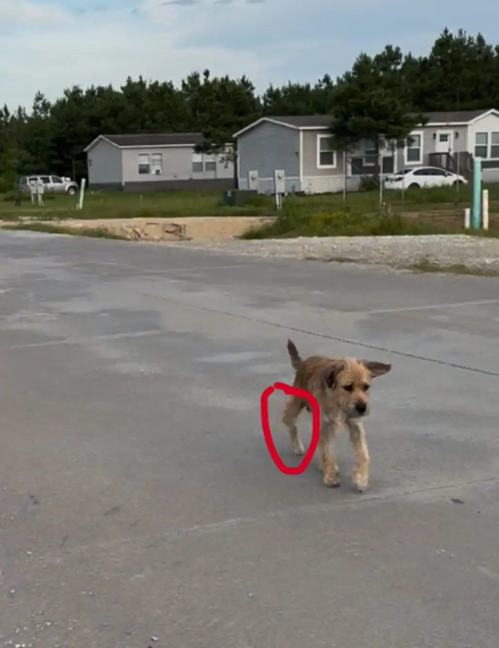 A Segunda Chance: Como Um Cão Que Desistiu da Vida em Uma Rua Movimentada Encontrou Um Lar Cheio de Amor A Segunda Chance: Como Um Cão Que Desistiu da Vida em Uma Rua Movimentada Encontrou Um Lar Cheio de Amor