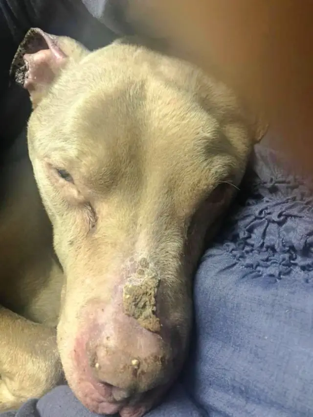 O Cansaço nos Olhos: O Cãozinho que Parecia Ter Desistido da Luta O Cansaço nos Olhos: O Cãozinho que Parecia Ter Desistido da Luta