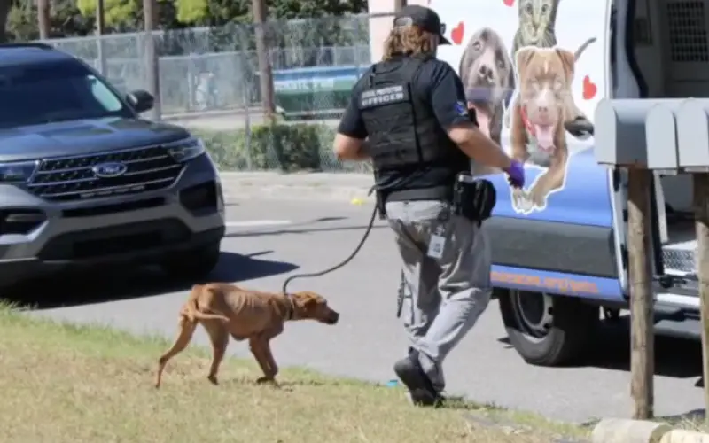 Do Abandono ao Afeto: A Transformação Emocional dos Cães Que Só Conheciam a Crueldade Do Abandono ao Afeto: A Transformação Emocional dos Cães Que Só Conheciam a Crueldade