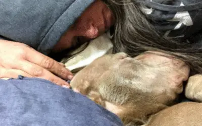 O Cansaço nos Olhos: O Cãozinho que Parecia Ter Desistido da Luta