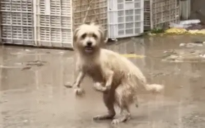 A Cirurgia Heróica que Devolveu a Dignidade ao Pequeno Guerreiro Abandonado