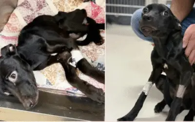 Como Zephyr, a Cadela Esquelética, Encontrou o Caminho de Volta à Vida