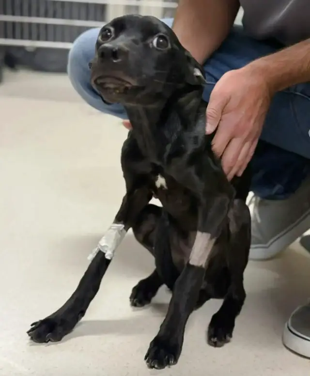 Como Zephyr, a Cadela Esquelética, Encontrou o Caminho de Volta à Vida