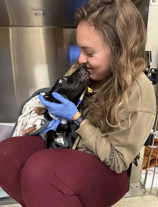 Como Zephyr, a Cadela Esquelética, Encontrou o Caminho de Volta à Vida