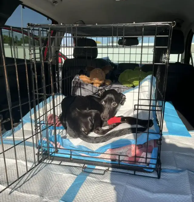 Como Zephyr, a Cadela Esquelética, Encontrou o Caminho de Volta à Vida