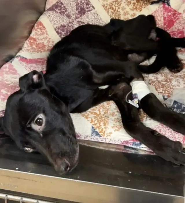 Como Zephyr, a Cadela Esquelética, Encontrou o Caminho de Volta à Vida