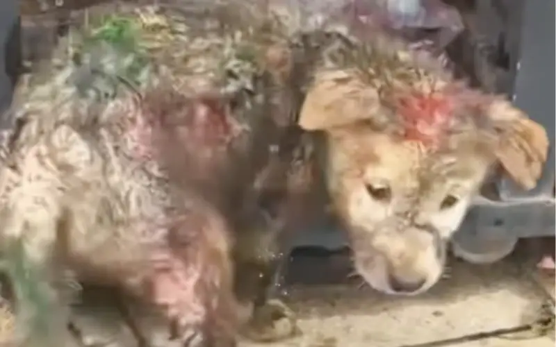 Quando a Bondade Vence a Maldade: A Incrível Transformação do Filhote Coberto de Tinta Quando a Bondade Vence a Maldade: A Incrível Transformação do Filhote Coberto de Tinta