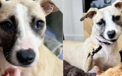 O Milagre da Vontade: Cookie, a Cadela que Sobreviveu a uma Bala e Escolheu Amar