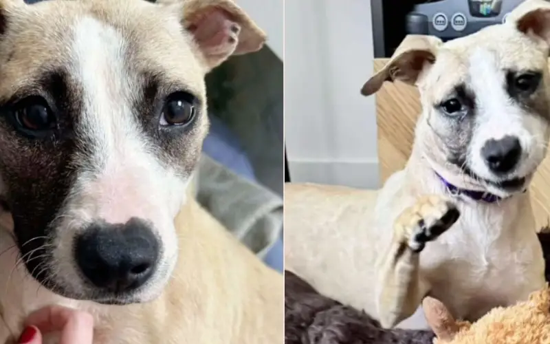 O Milagre da Vontade: Cookie, a Cadela que Sobreviveu a uma Bala e Escolheu Amar O Milagre da Vontade: Cookie, a Cadela que Sobreviveu a uma Bala e Escolheu Amar