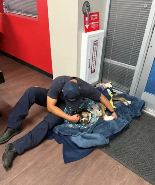 O Dia em Que Uma Cadela Bateu à Porta dos Bombeiros O Dia em Que Uma Cadela Bateu à Porta dos Bombeiros