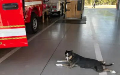 O Dia em Que Uma Cadela Bateu à Porta dos Bombeiros