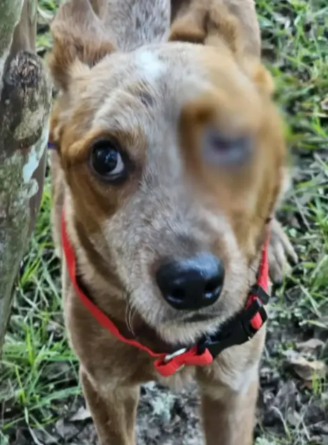 Crianças descobrem cachorro acorrentado e salvam sua vida Crianças descobrem cachorro acorrentado e salvam sua vida