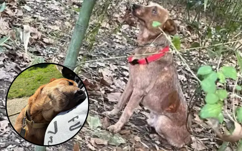 Crianças descobrem cachorro acorrentado e salvam sua vida Crianças descobrem cachorro acorrentado e salvam sua vida