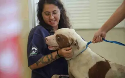 Homem Acusado de Jogar Pitbull em Caçamba Registra BO Contra Vereadora em Sorocaba