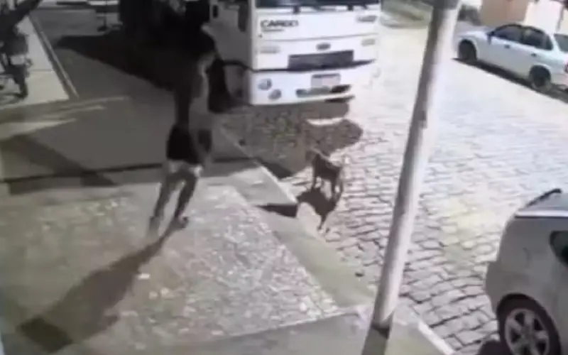 Jovem é Investigado por Maus-Tratos Após Agredir Cachorro com Pedrada em Tombos (MG)