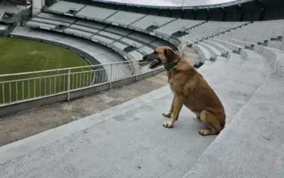 Do abandono ao estrelato: a trajetória inspiradora do Mascote Caramelo do Coritiba