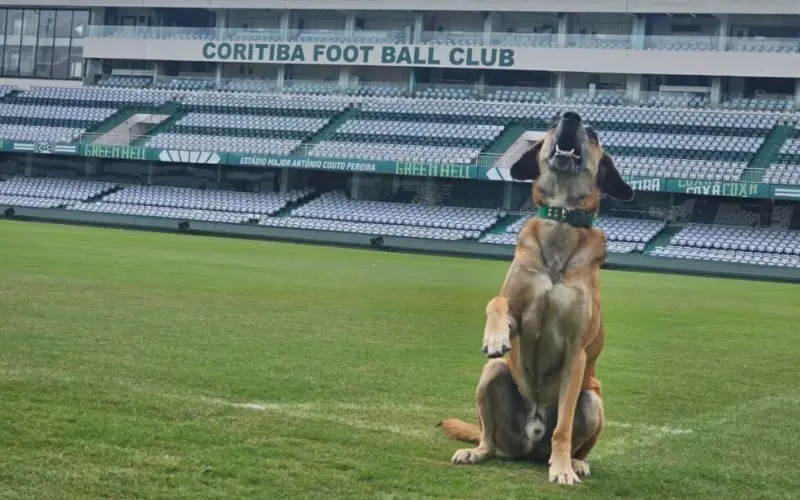 Do abandono ao estrelato: a trajetória inspiradora do Mascote Caramelo do Coritiba