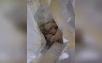 Filhotes São Resgatados de Saco Abandonado em Praça de Votorantim (SP)