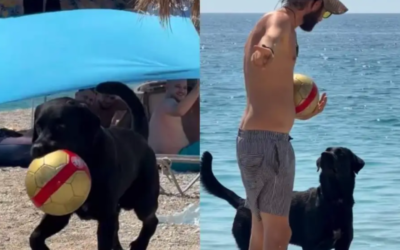 Cachorro rouba bola na praia e vira sensação nas redes sociais com “roubo educado”