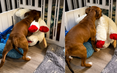 Cachorro insiste em colocar brinquedo gigante na caixa de transporte