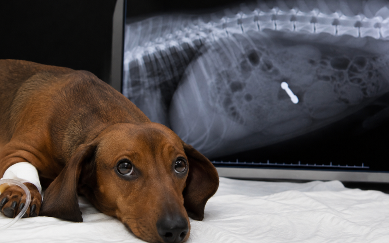 Corpo estranho em cães e gatos: um risco silencioso no dia a dia dos pets Corpo estranho em cães e gatos: um risco silencioso no dia a dia dos pets