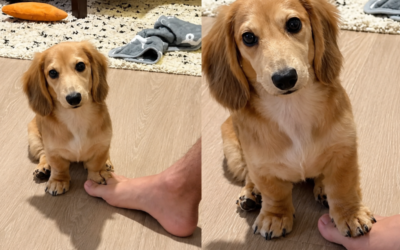 Cachorro competitivo surpreende ao “disputar” brincadeira com o dono e viraliza nas redes