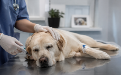 Eutanásia de Animais: Quando é Indicada e Como Funciona o Procedimento