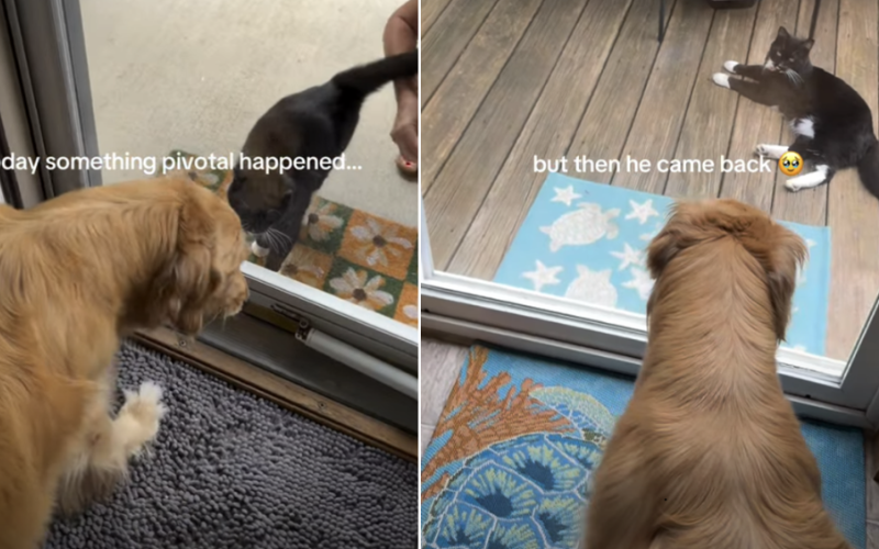 Amizade entre cão e gato encanta a internet após um ano de tentativas