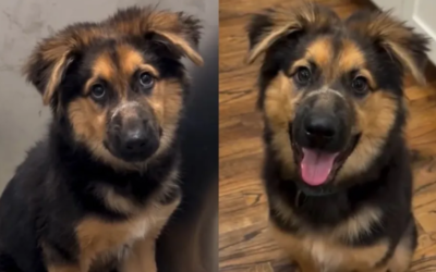 Cachorrinha resgatada supera trauma e aprende a confiar novamente em humanos