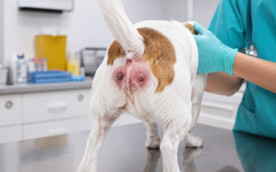 Inflamação das Glândulas Perianais em Cães: Causas, Sintomas e Tratamento